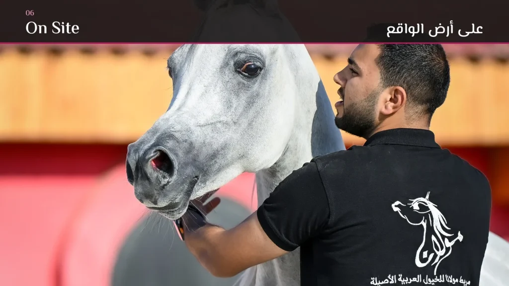 Maulana Stud: Logo & Brand Identity (15)