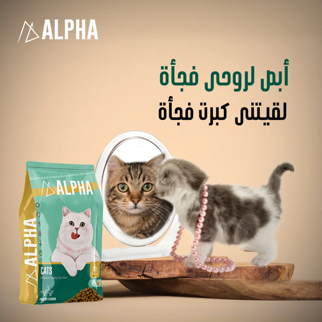 Alpha Social Media (4)