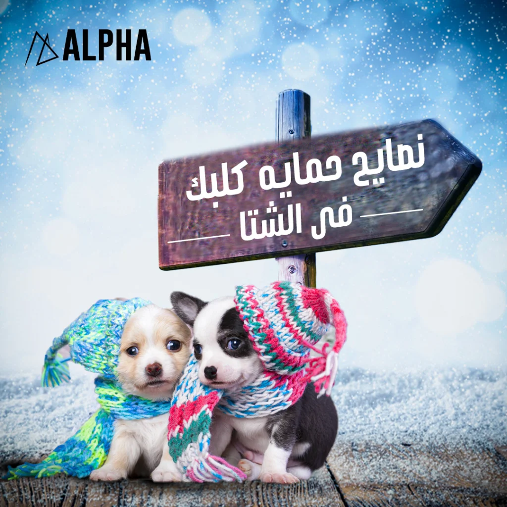 Alpha Social Media (9)