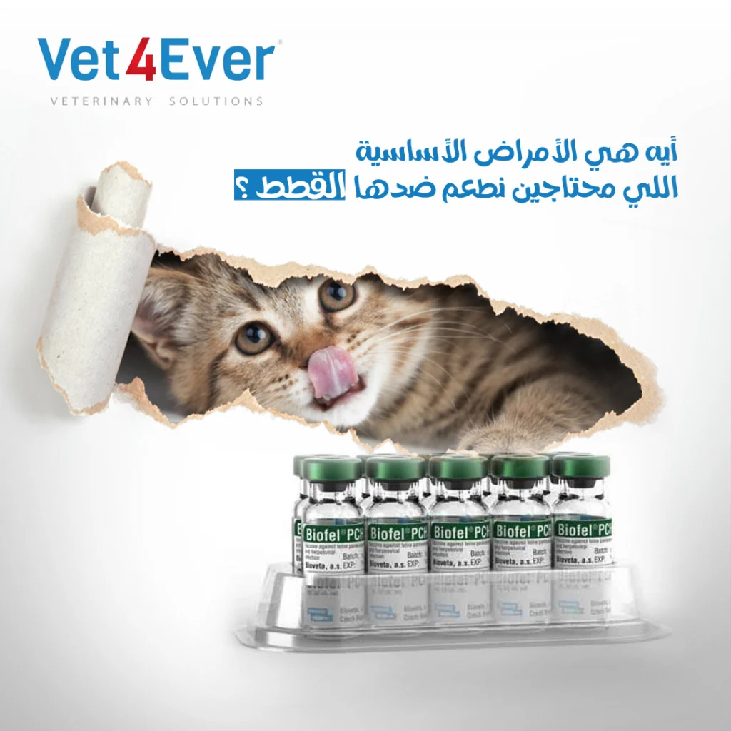 Vet4ever Social Media (18)